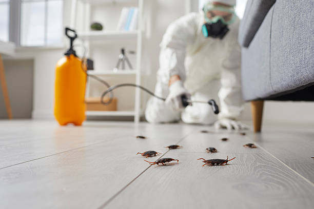 Commercial Rodent Management in Lowry Crossing